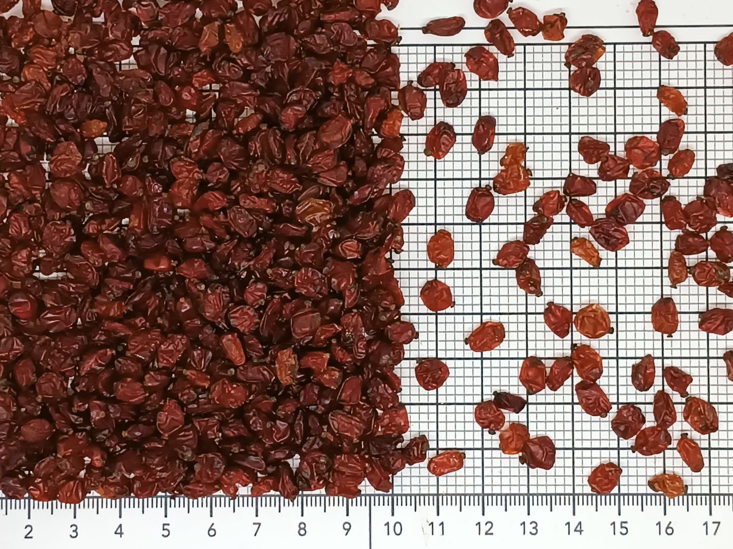 барбарис рубиновый перебранный 18