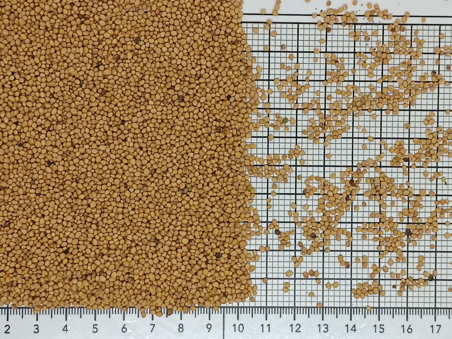 горчица желтая семена очищенные